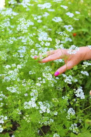 fleurs ambiance 4 - VPG - BD